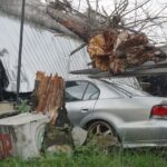 Pohon Besar Tumbang Timpa Mobil dan Bengkel di Tulungagung