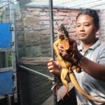 Budidaya Iguana Tomi Jombang, Datangkan Cuan Ratusan Juta Rupiah