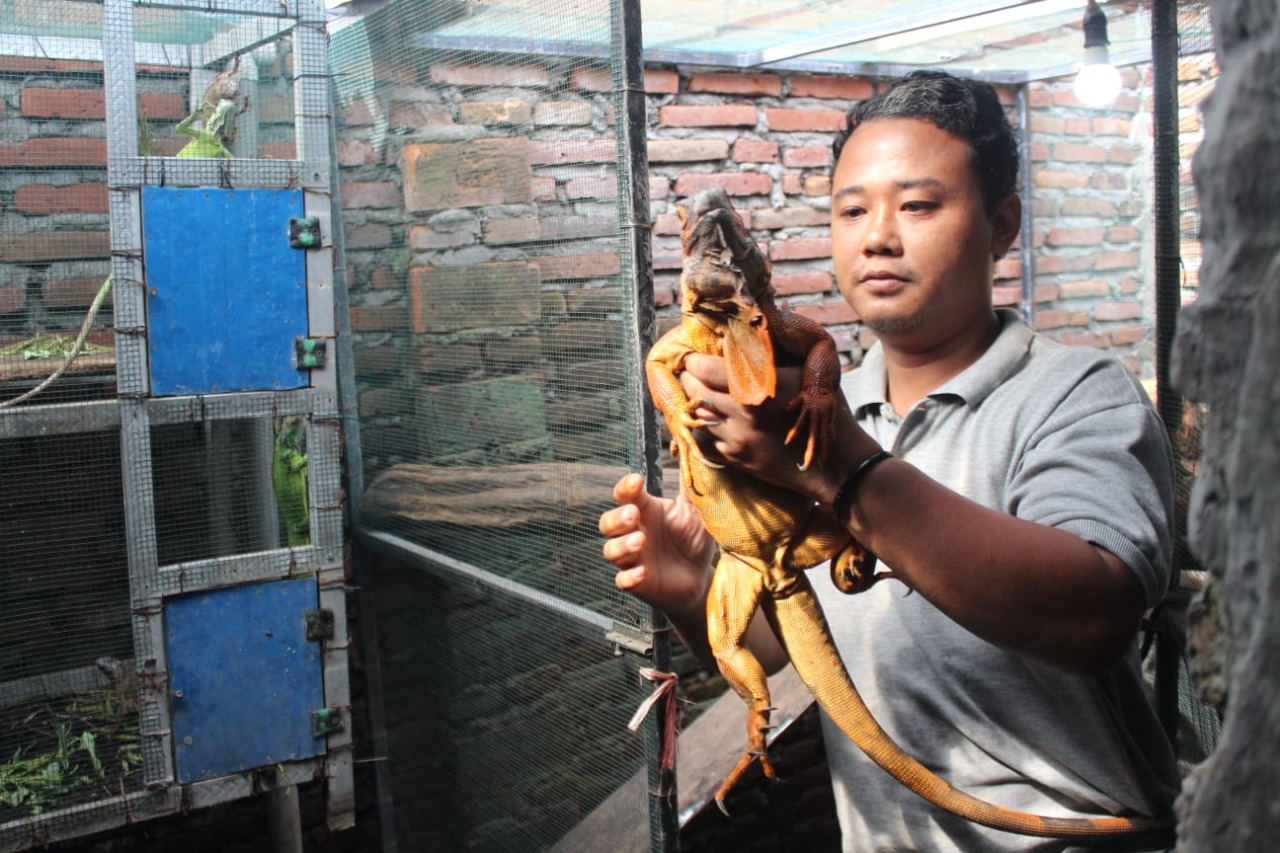 Budidaya Iguana Tomi Jombang, Datangkan Cuan Ratusan Juta Rupiah