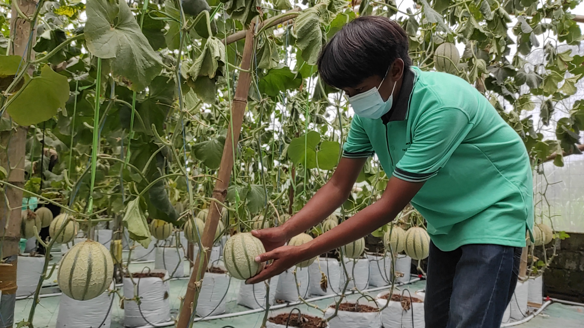 Petani Milenial di Kediri Kembangkan Buah Melon dengan Sistem Smartfarming IOT