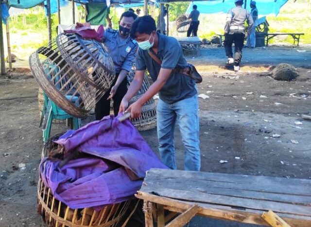 Penggerebekan Judi Sabung Ayam di Situbondo, Polisi Hanya Temukan 8 Kurungan