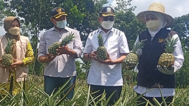 Kunjungi Kediri, Gubernur Khofifah Puji Lezatnya Nanas Varian Baru di Lereng Kelud