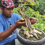 Adventure Bonsai Desa Grogol Manfaatkan Bonggol Pohon Bekas Proyek Bandara