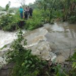 Tanggul Sungai Konto di Jombang Jebol, Ancam Puluhan Hektar Persawahan