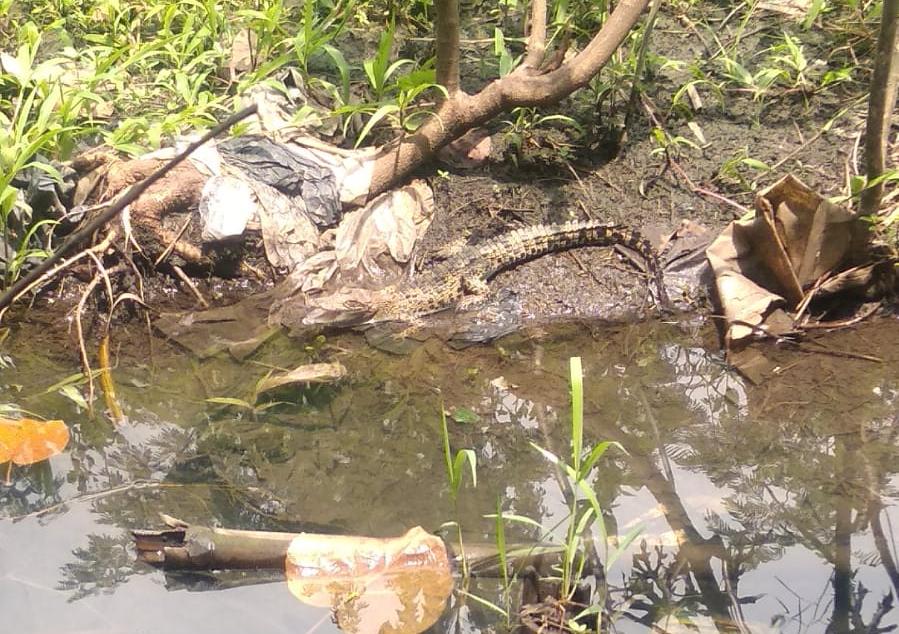 Anakan Buaya Muara di Kota Kediri yang Resahkan Warga Diamankan BKSDA