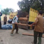 Polisi Amankan 10 Gelondong Kayu Sonokeling dan Sopir Truk di Situbondo