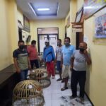 Gerebek Sabung Ayam, Polisi di Situbondo Amankan 4 Penjudi dan 8 Ekor Ayam