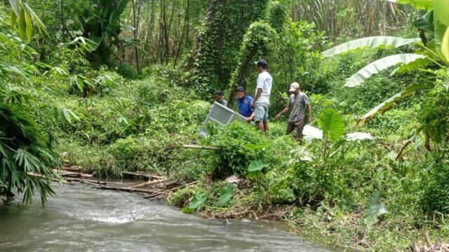 Warga di Kediri Diresahkan Kemunculan Buaya Muara di Pinggir Sungai