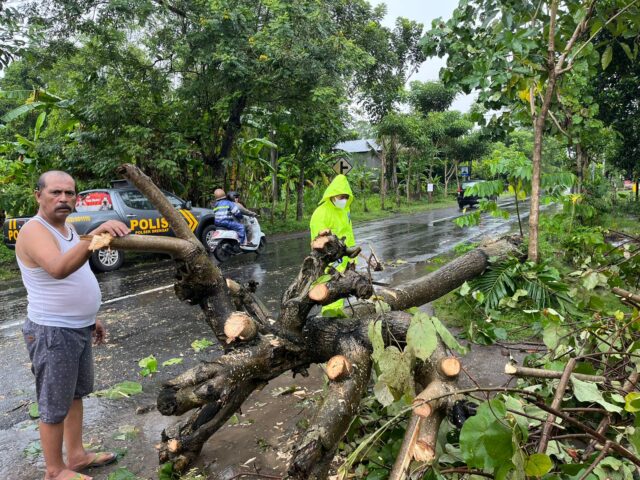 Seorang Pemotor di Blitar Tertimpa Pohon Tumbang