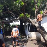 Tersapu Angin Kencang, Pohon Tumbang Timpa Lima Rumah di Situbondo