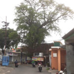 Kisah Mistis Pohon Asam Raksasa di Wonocolo Surabaya yang ‘Dihuni’ Satu Keluarga
