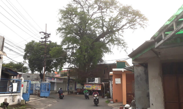 Kisah Mistis Pohon Asam Raksasa di Wonocolo Surabaya yang ‘Dihuni’ Satu Keluarga