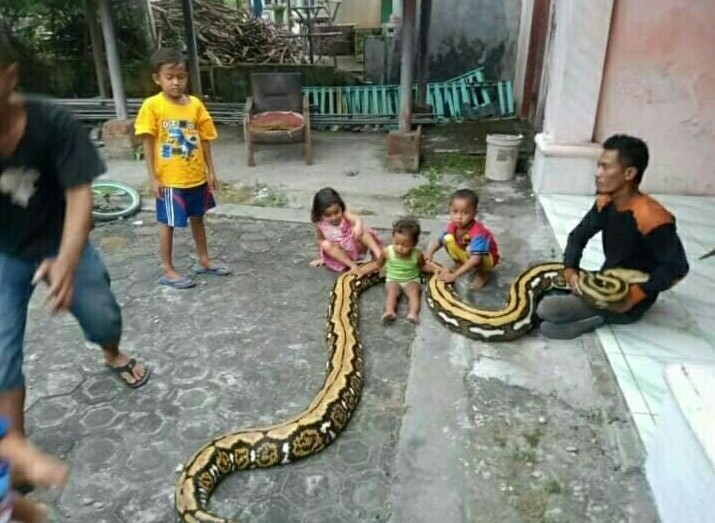 Sekeluarga di Jombang Bermain Bersama 20 Ular Piton