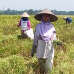 Pakai Pupuk Tak Bermerek, Hasil Panen Petani Jember Melimpah