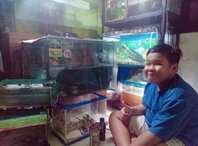 Bocil di Jombang Miliki Koleksi Ikan Channa dengan Harga Jutaan Rupiah