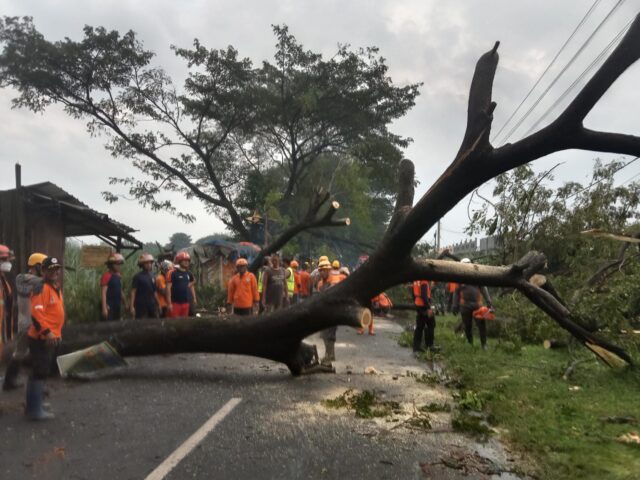 Hujan di Sertai Angin Akibatkan Pohon Tumbang di Jombang, Sejumlah PKL Panik