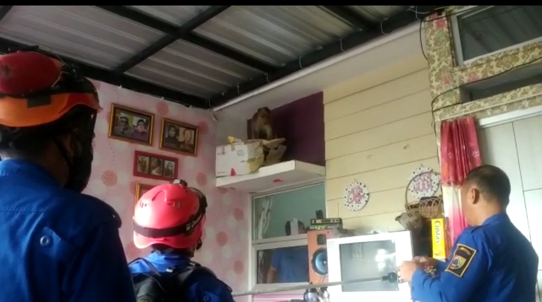 Monyet Liar di Jember Masuk Rumah Warga, Bantingi Perabotan