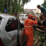 Pohon Tumbang di Sidoarjo Timpa Dua Mobil