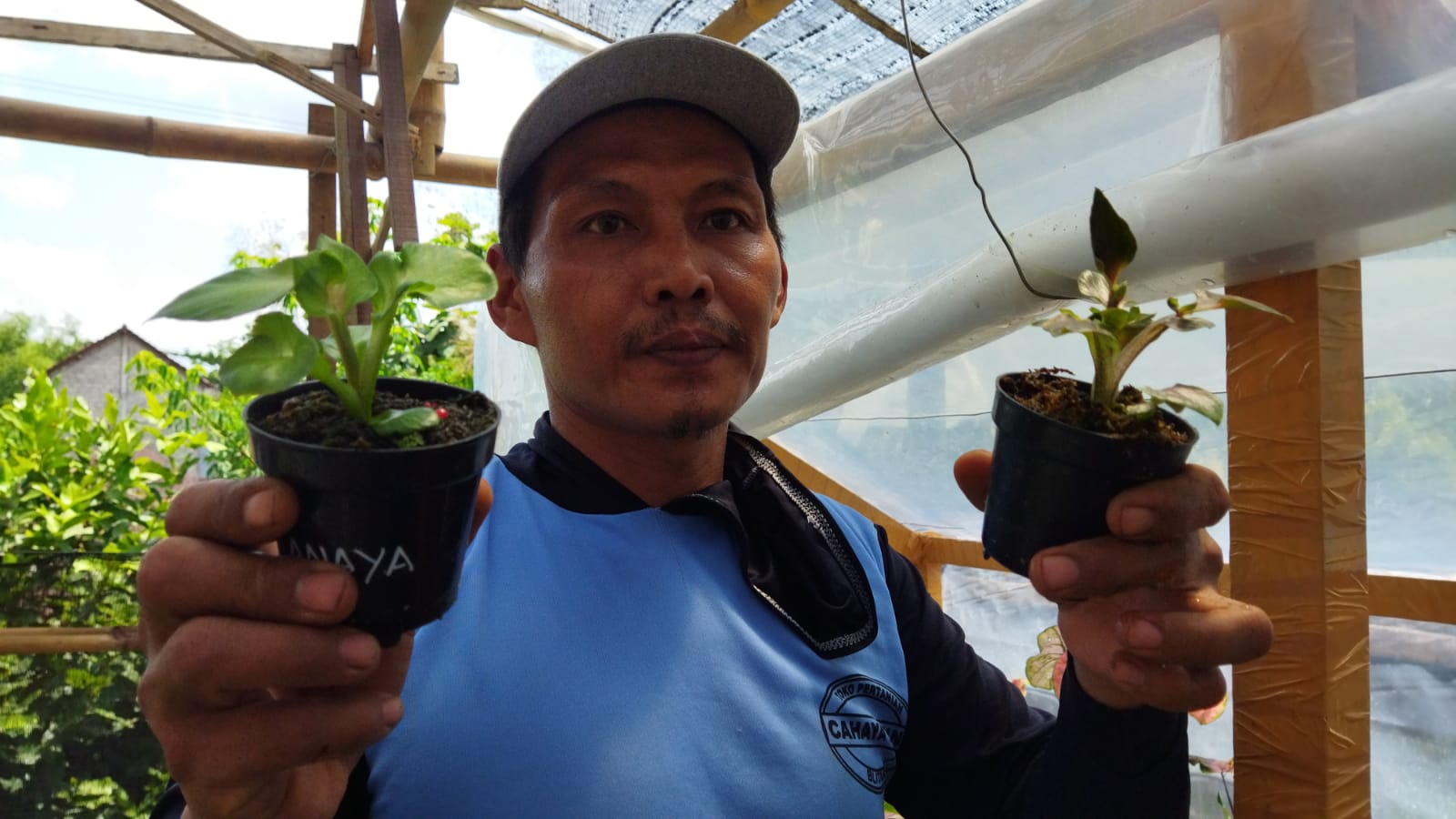 Berawal Hobi, Petani di Kediri Berhasil Kembangkan Tanaman Hias Langka Harga Jutaan Rupiah