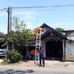 Sarang Tawon Vespa di Kediri Dievakuasi Damkar, Ada Warga Tersengat
