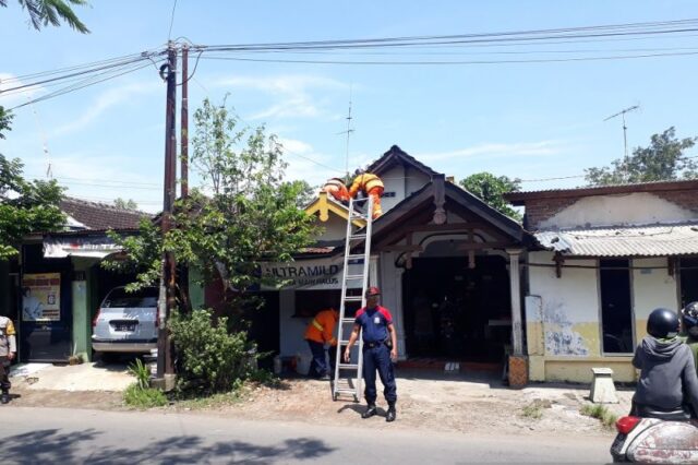 Sarang Tawon Vespa di Kediri Dievakuasi Damkar, Ada Warga Tersengat