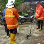 Tim Damkar Mojokerto Evakuasi Ular Cobra di Dalam Rumah Warga