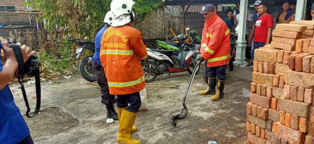 Tim Damkar Mojokerto Evakuasi Ular Cobra di Dalam Rumah Warga