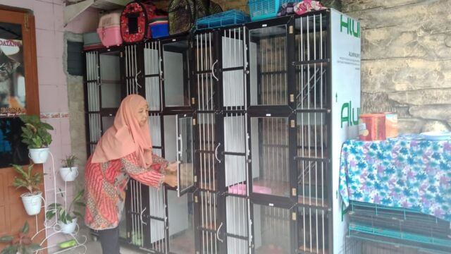 Jasa Penitipan Kucing di Mojokerto Mulai Ramai Jelang Lebaran