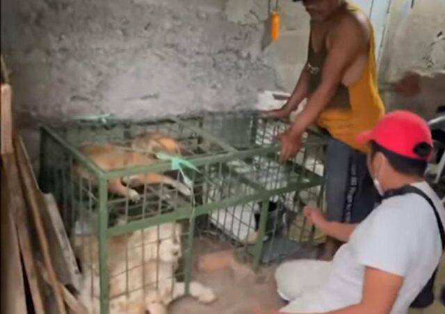 Pemkab Blitar Terbitkan SE Larangan Jagal Anjing 