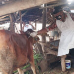 Angka Hewan Ternak Terpapar PMK di Mojokerto Tinggi, Stok Obat Minipis