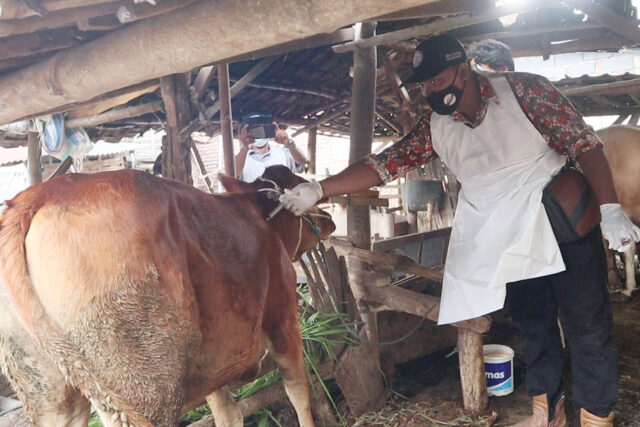 Angka Hewan Ternak Terpapar PMK di Mojokerto Tinggi, Stok Obat Minipis