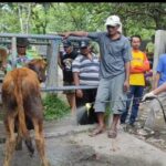 Cegah PMK, Petugas Dinas Peternakan Kediri Periksa Hewan Ternak di Pasar