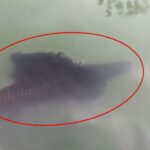 Viral, Ikan Raksasa Misterius Muncul di Danau Ranu Pakis Lumajang