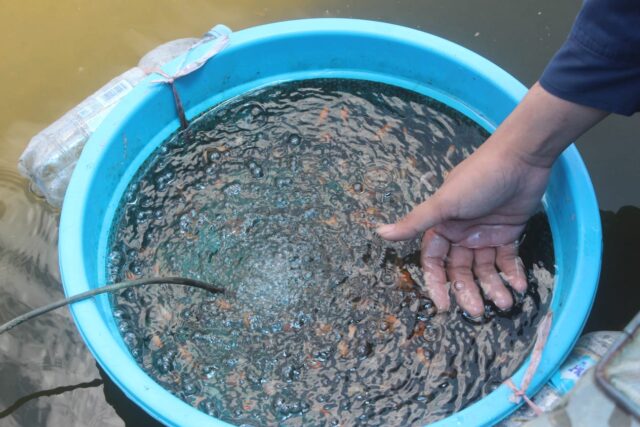 Harga Anjlok, Ribuan Pembudidaya Ikan Hias di Tulungagung Gulung Tikar