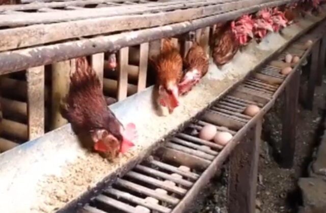 Sepekan, Harga Telur Ayam di Blitar Tembus 27 Ribu Perkilo