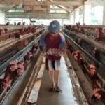 Keluh Kesah Peternak Ayam Petelor di Kediri, Banyak yang Gulung Tikar karena Harga Pakan