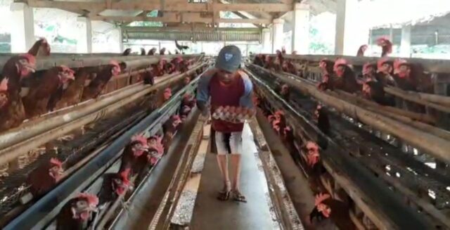 Keluh Kesah Peternak Ayam Petelor di Kediri, Banyak yang Gulung Tikar karena Harga Pakan