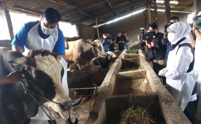 1.600 Ekor Sapi di Empat Kabupaten di Jatim Terinfeksi Virus PMK