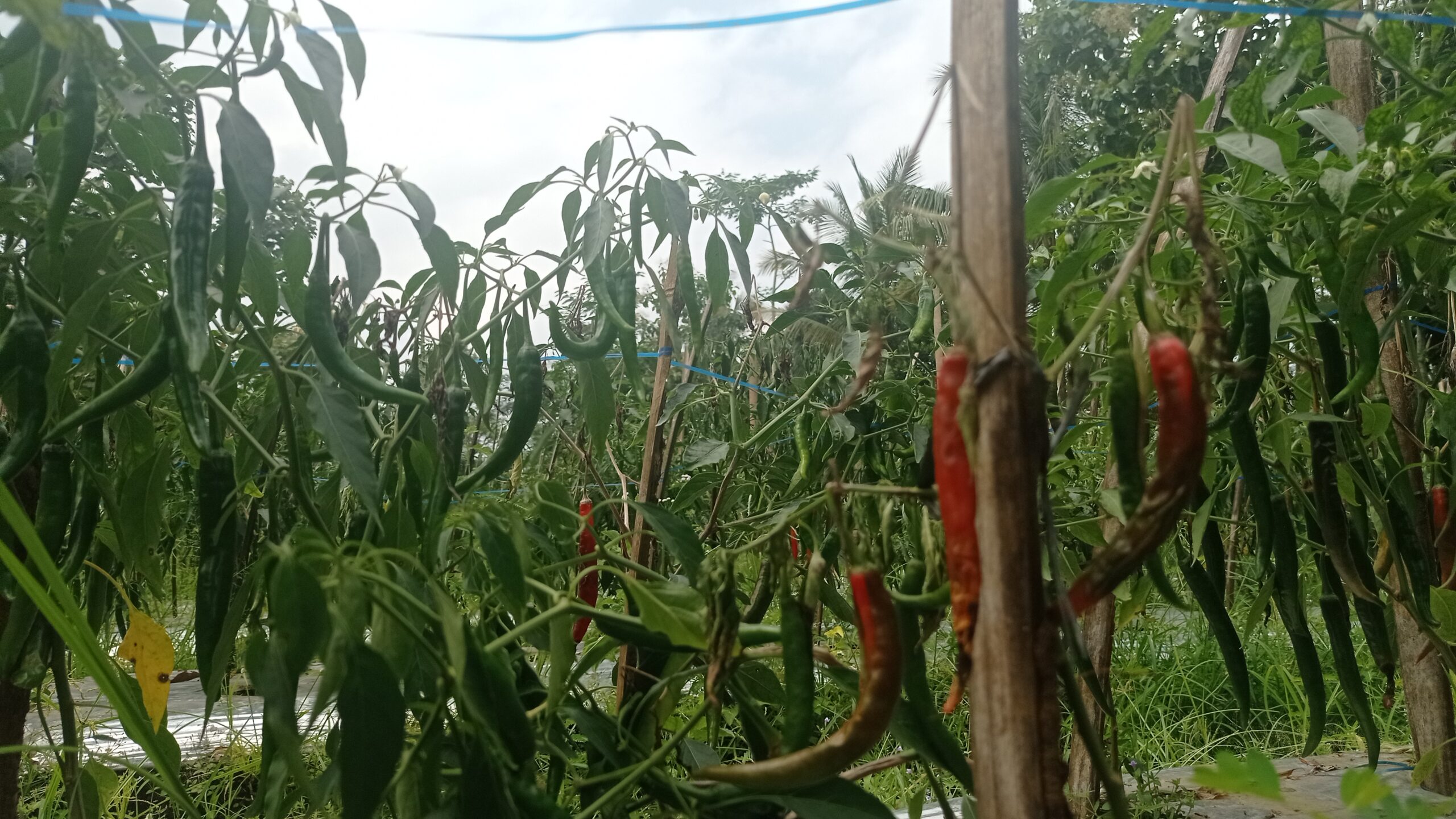 Curah Hujan Masih Tinggi, Petani Cabai di Blitar Terancam Gagal Panen