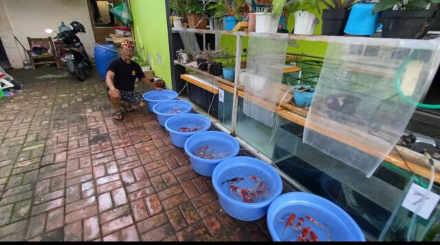 Cuaca Buruk, Penjualan Ikan Koi di Blitar Sepi