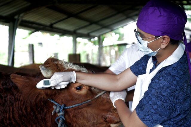 Cegah Wabah PMK, Pemkot Surabaya Terjunkan Dokter Hewan Periksa Ternak