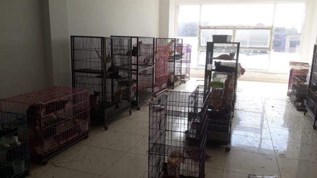 Ternyata Ini Penyebab Ratusan Kucing di Surabaya Ditelantarkan Pemiliknya