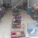 140 Kucing di Surabaya Ditelantarkan Pemiliknya, Tak Terawat Memprihatinkan 