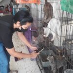 Dikunjungi Penyelamat Satwa, Begini Kondisi Ratusan Kucing yang Ditelantarkan Pemiliknya di Surabaya