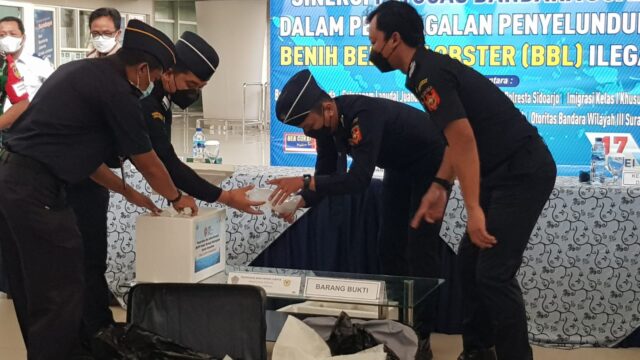 Petugas Gabungan Bandara Juanda Surabaya, Gagalkan Penyelundupan Puluhan Ribu Baby Lobster 
