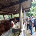 Wabah PMK, Kadinas Peternakan Jombang: Jika Ternak Suspek Obati Jangan Dijual