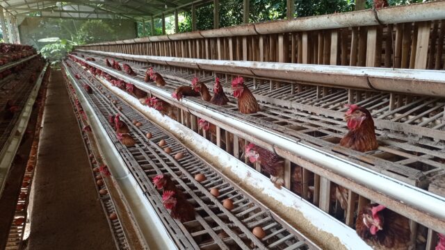 Harga Telur di Blitar Naik, Akibat Banyak Peternak Ayam Afkir Dini