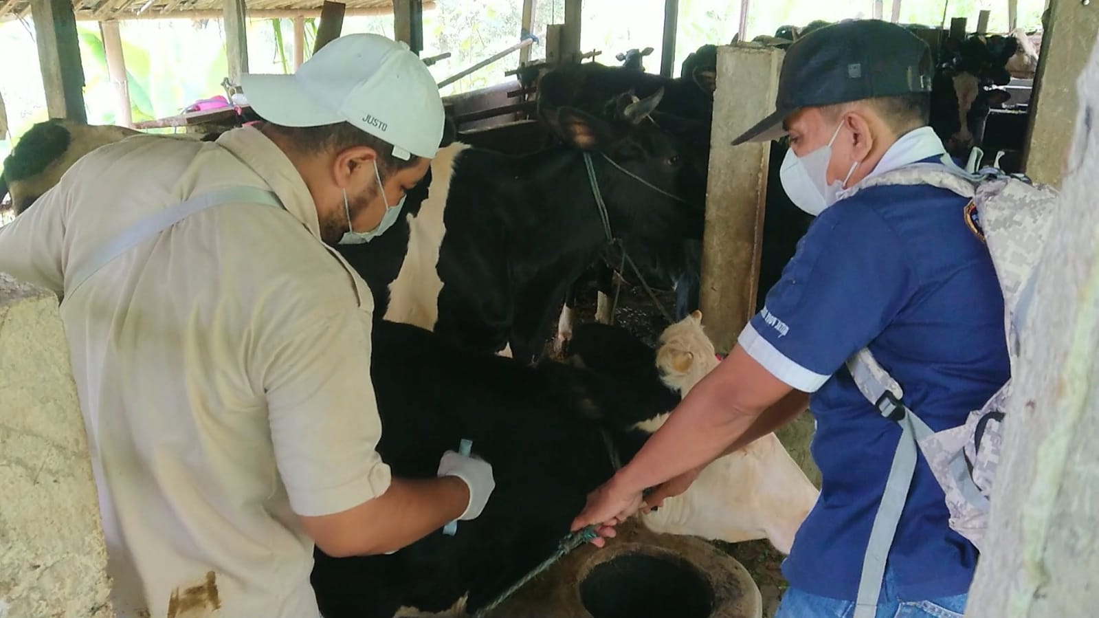 130 Ribu Ekor Ternak di Tulungagung Belum Dapat Jatah Vaksin PMK