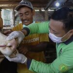 Antisipasi PMK, DKPP Surabaya Beri Vitamin Hewan Kurban