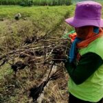Tanaman Cabai di Kediri Diserang Penyakit Patek, Petani Gagal Panen